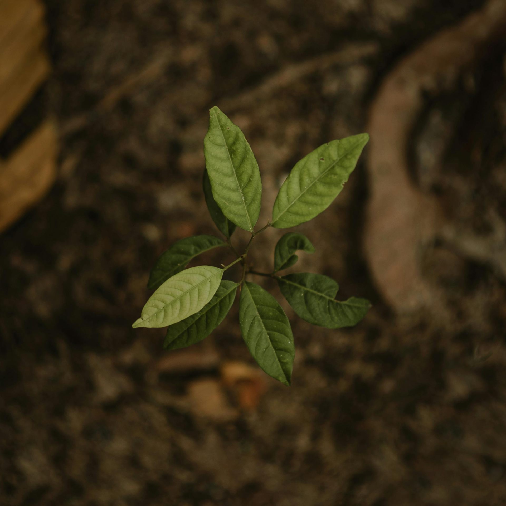 Hands holding a seedling